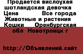 Продается вислоухая шотландская девочка › Цена ­ 8 500 - Все города Животные и растения » Кошки   . Оренбургская обл.,Новотроицк г.
